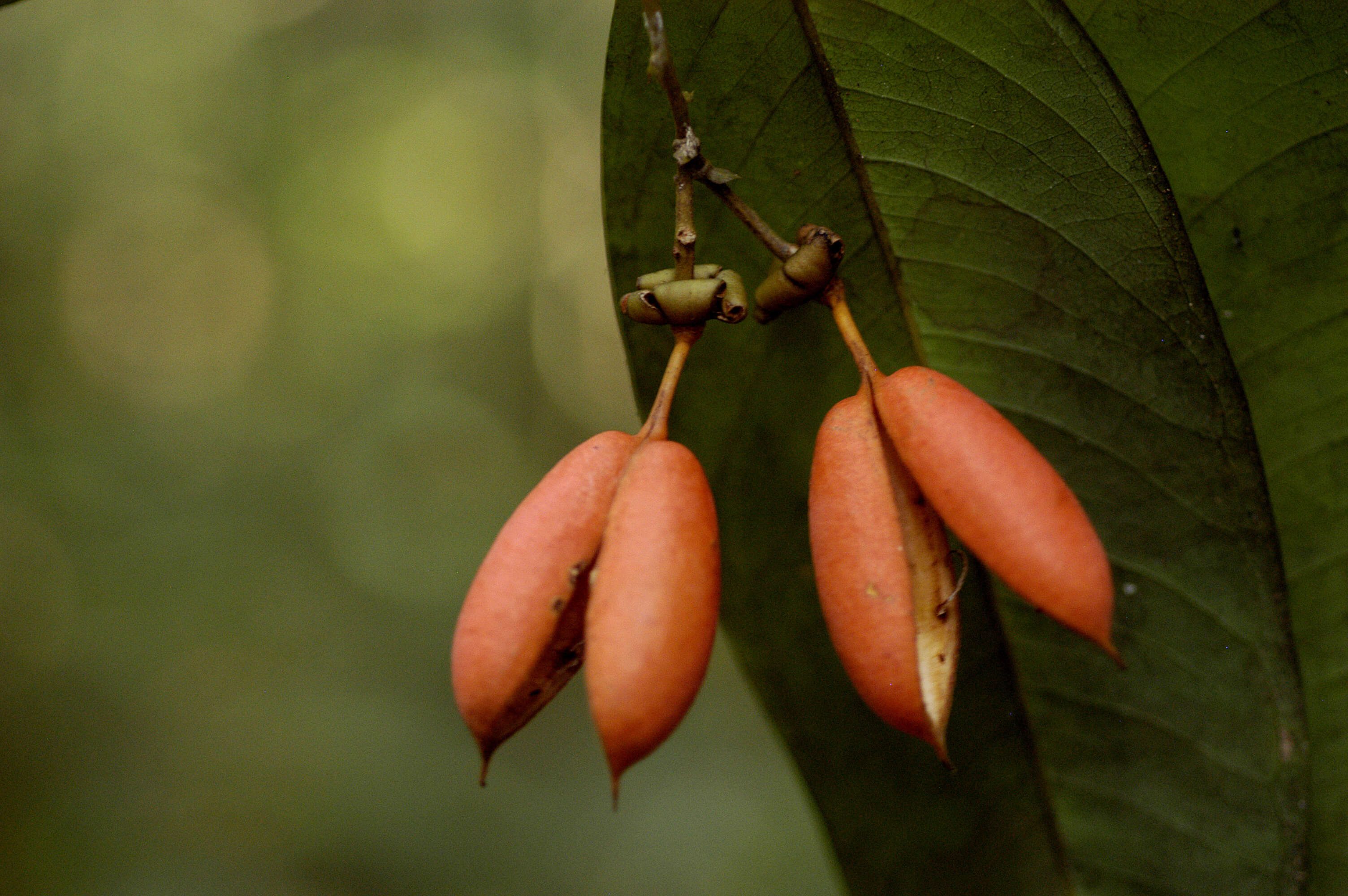 Image of Swartzia pendula Benth.