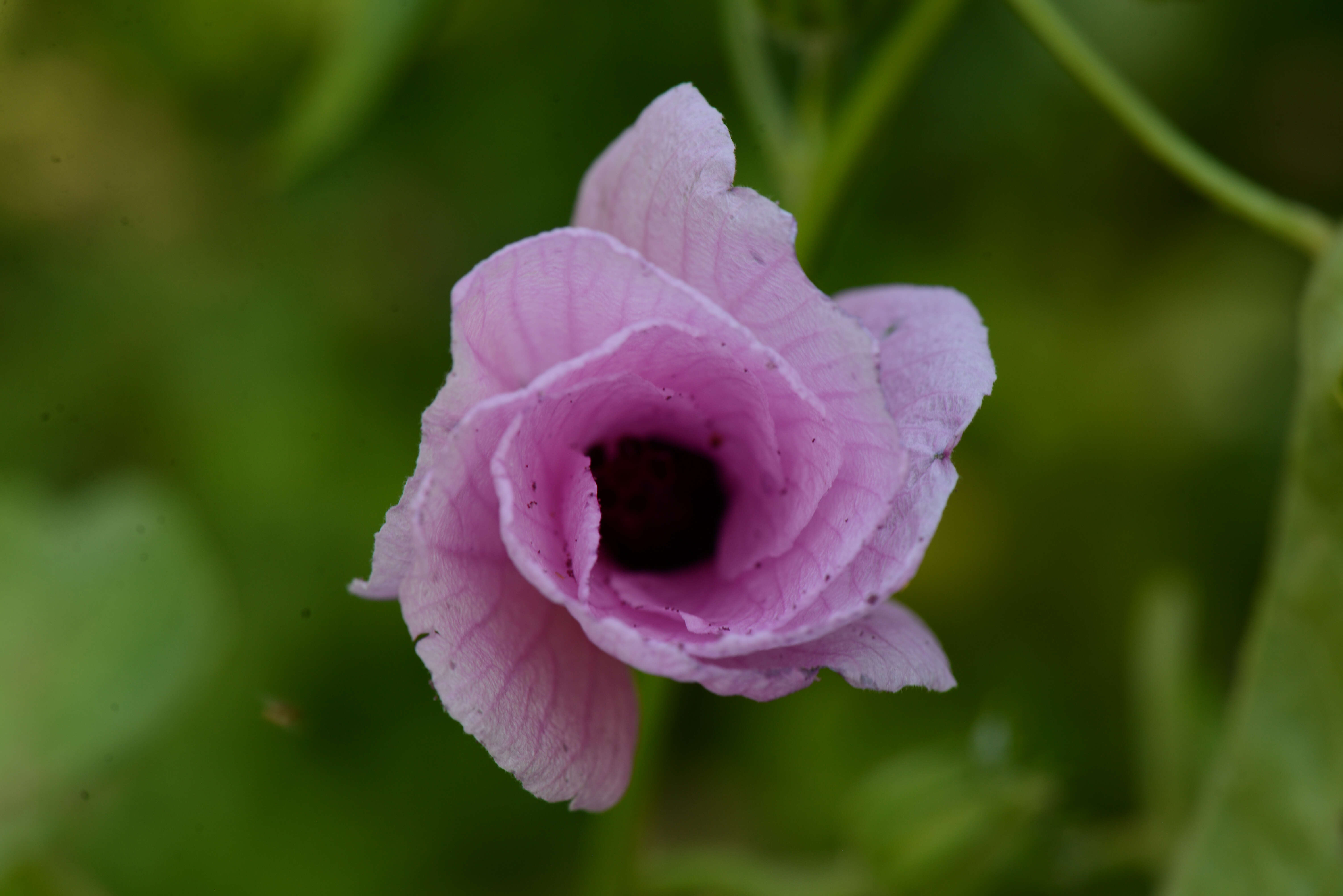 Image of Fork-Leaf Rose-Mallow