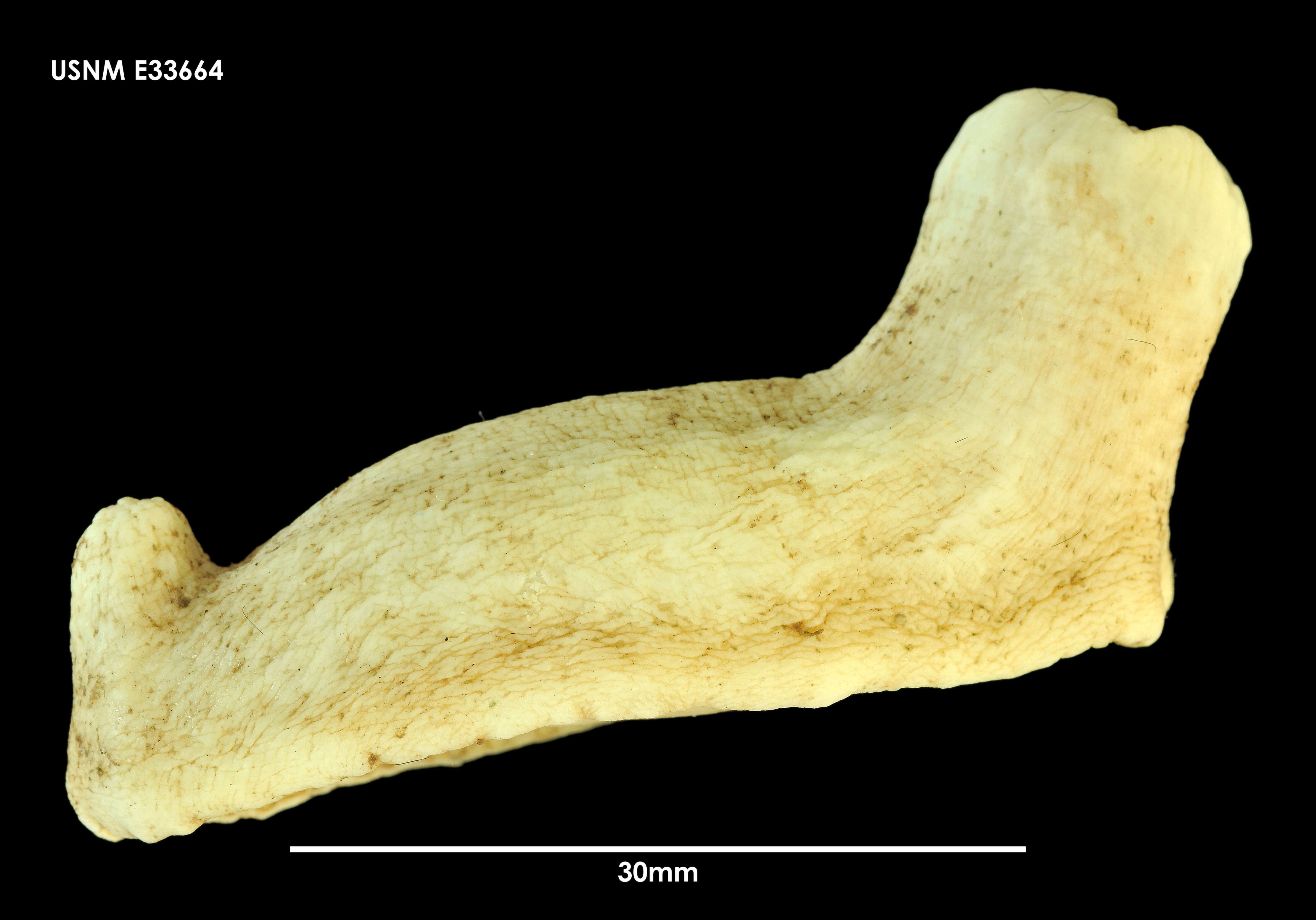 صورة Echinopsolus koehleri (Vaney 1914)