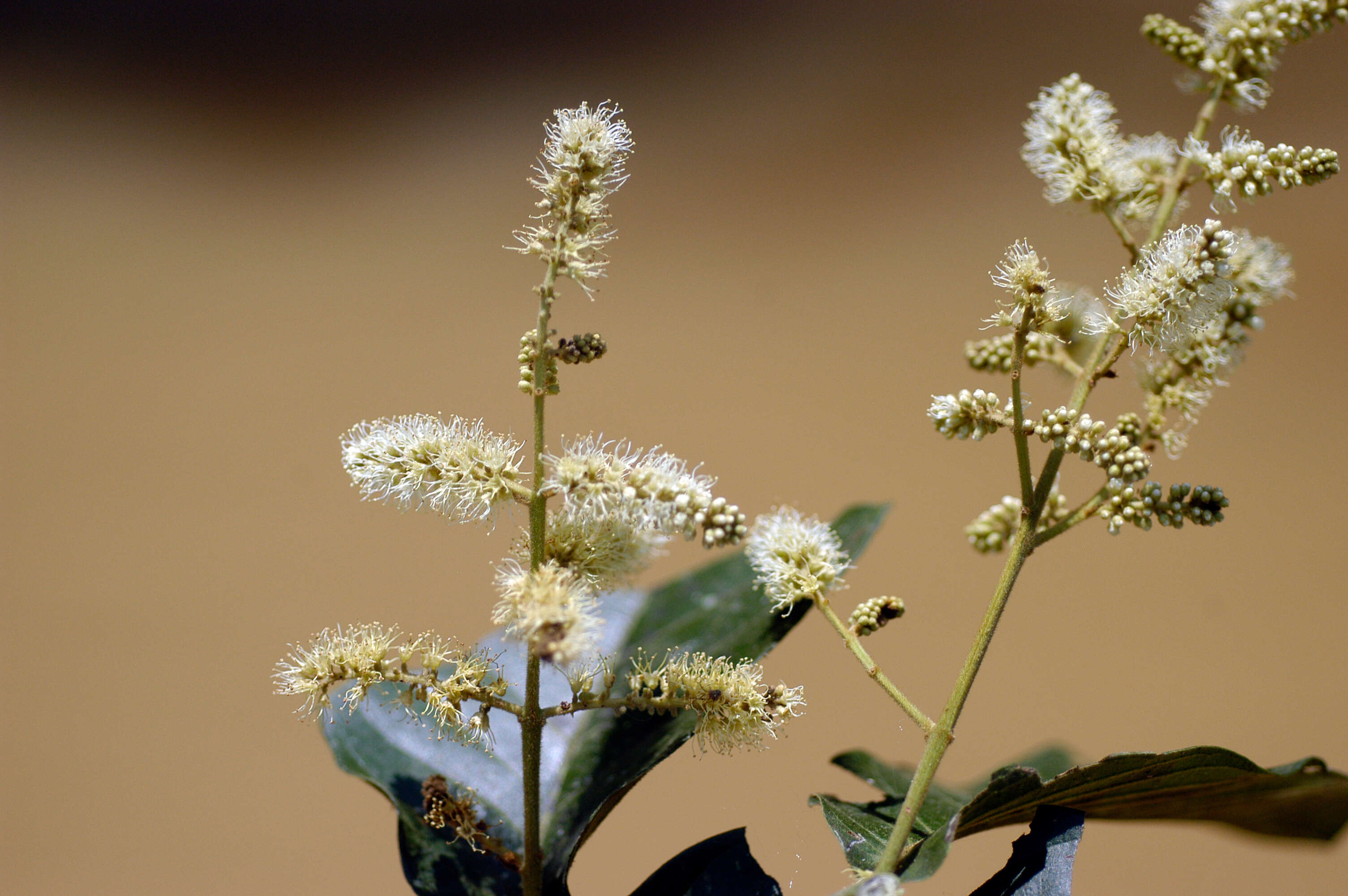 Image of Combretum Loefl.