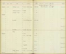 Lalage maculosa tabuensis Mayr & Ripley 1941 resmi