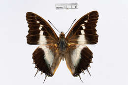 Image of Charaxes andara Ward 1873