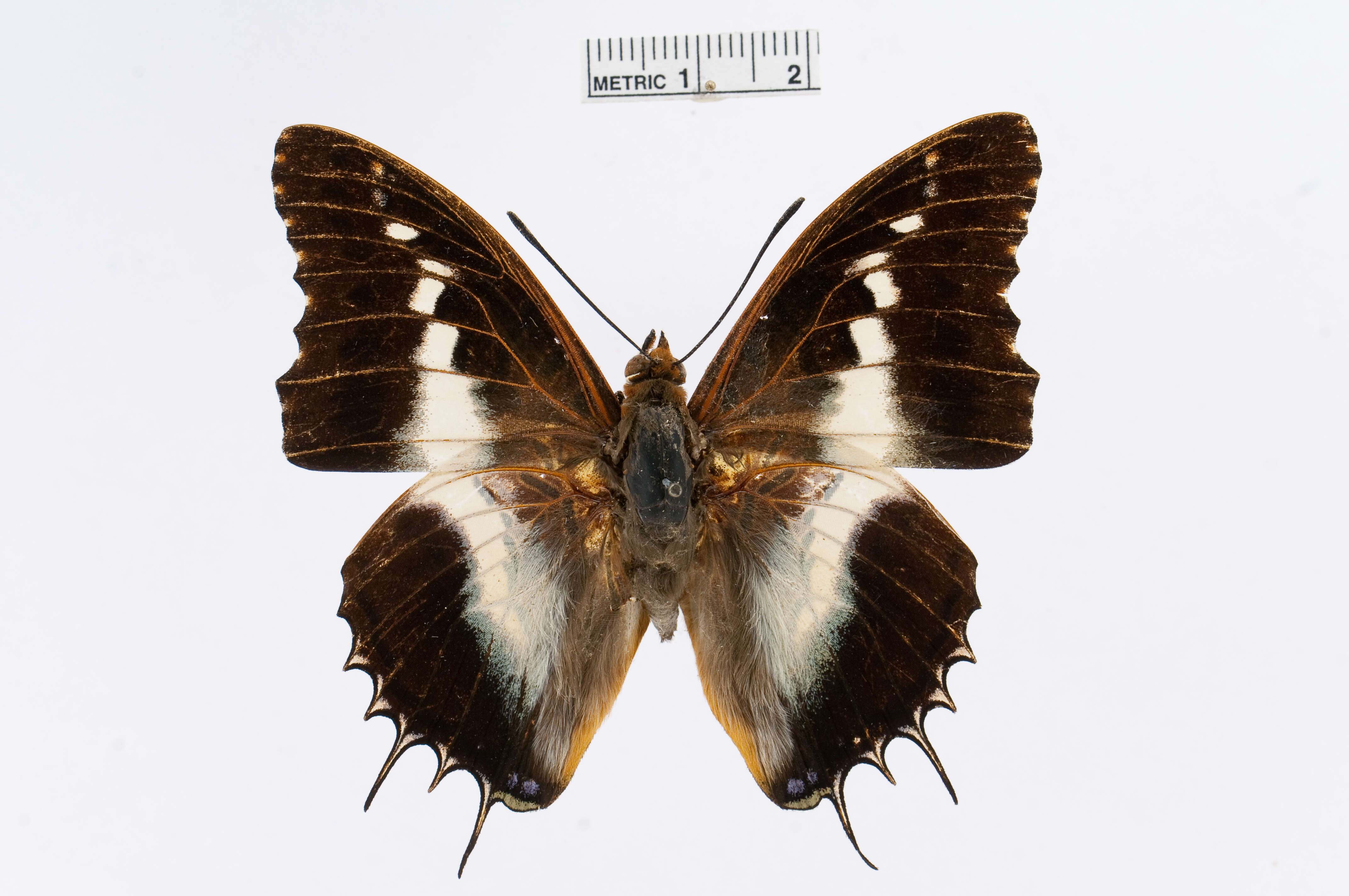 Image of Charaxes andara Ward 1873