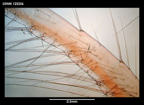 Image of Teloscalpellum latusculum (Newman & Ross 1971)