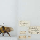 Sivun Bombus asiaticus Morawitz 1875 kuva