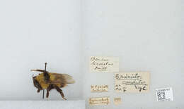 Image of Bombus asiaticus Morawitz 1875