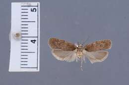 Image of Depressaria betina Clarke 1947