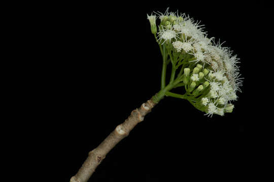 Image of Ageratina crassiramea (B. L. Rob.) R. King & H. Rob.