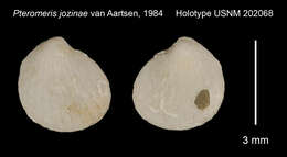 Image de Coripia jozinae (Van Aartsen 1985)