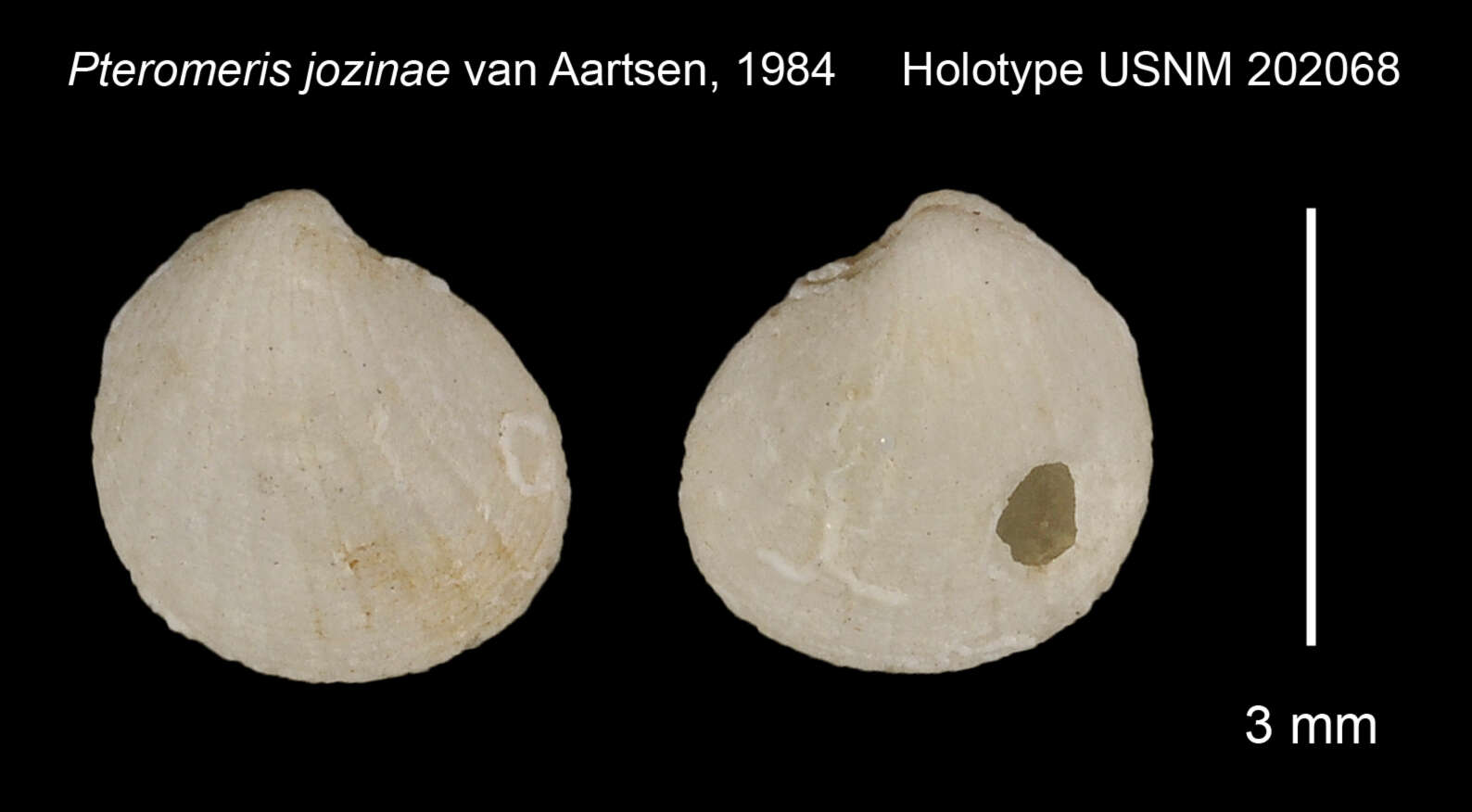 Image of Coripia jozinae (Van Aartsen 1985)