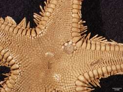 Image of Astropecten marginatus Gray 1840