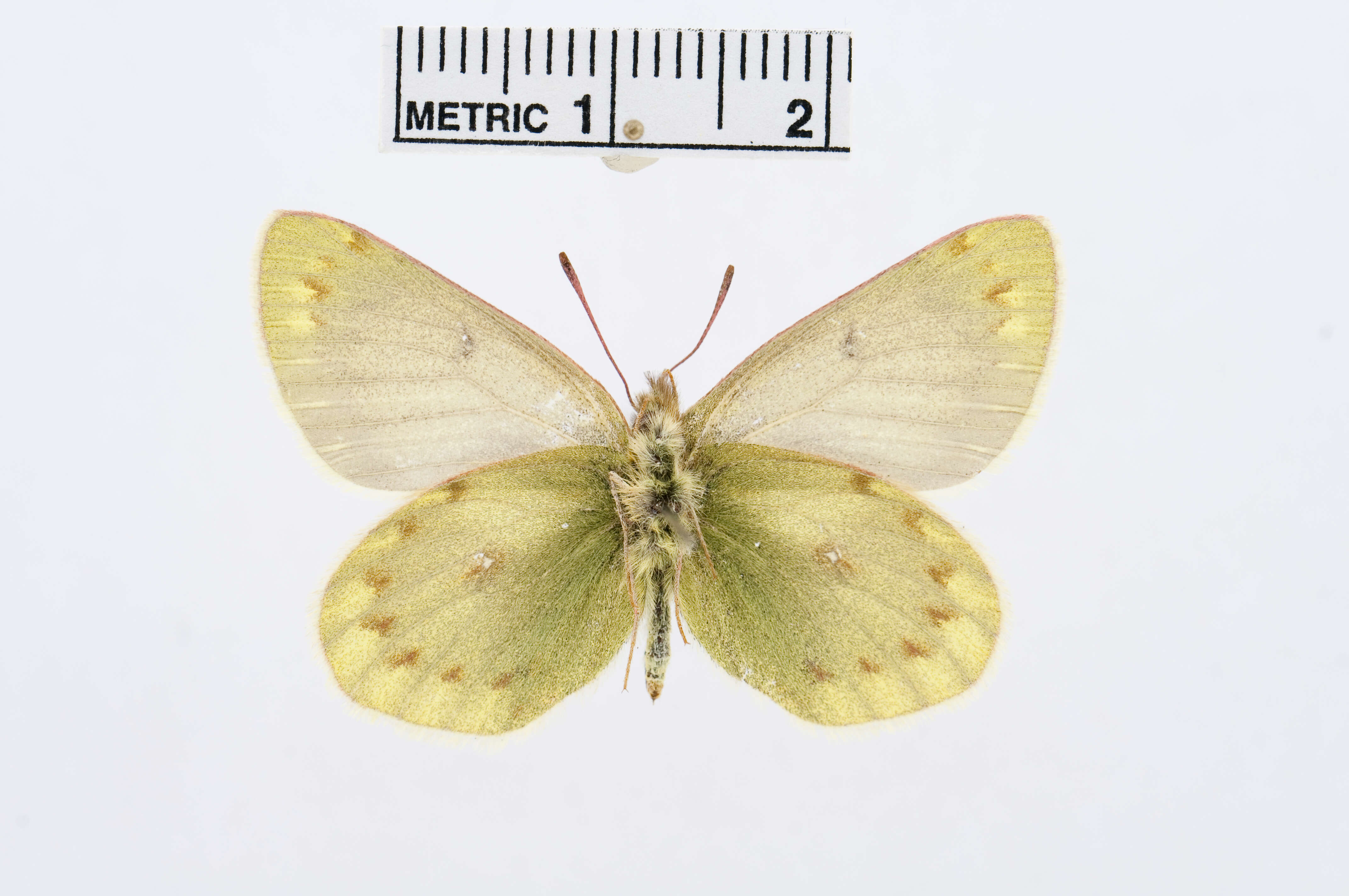 Image of Colias lesbia (Fabricius 1775)