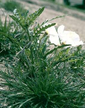 Imagem de Oenothera arizonica (Munz) W. L. Wagner