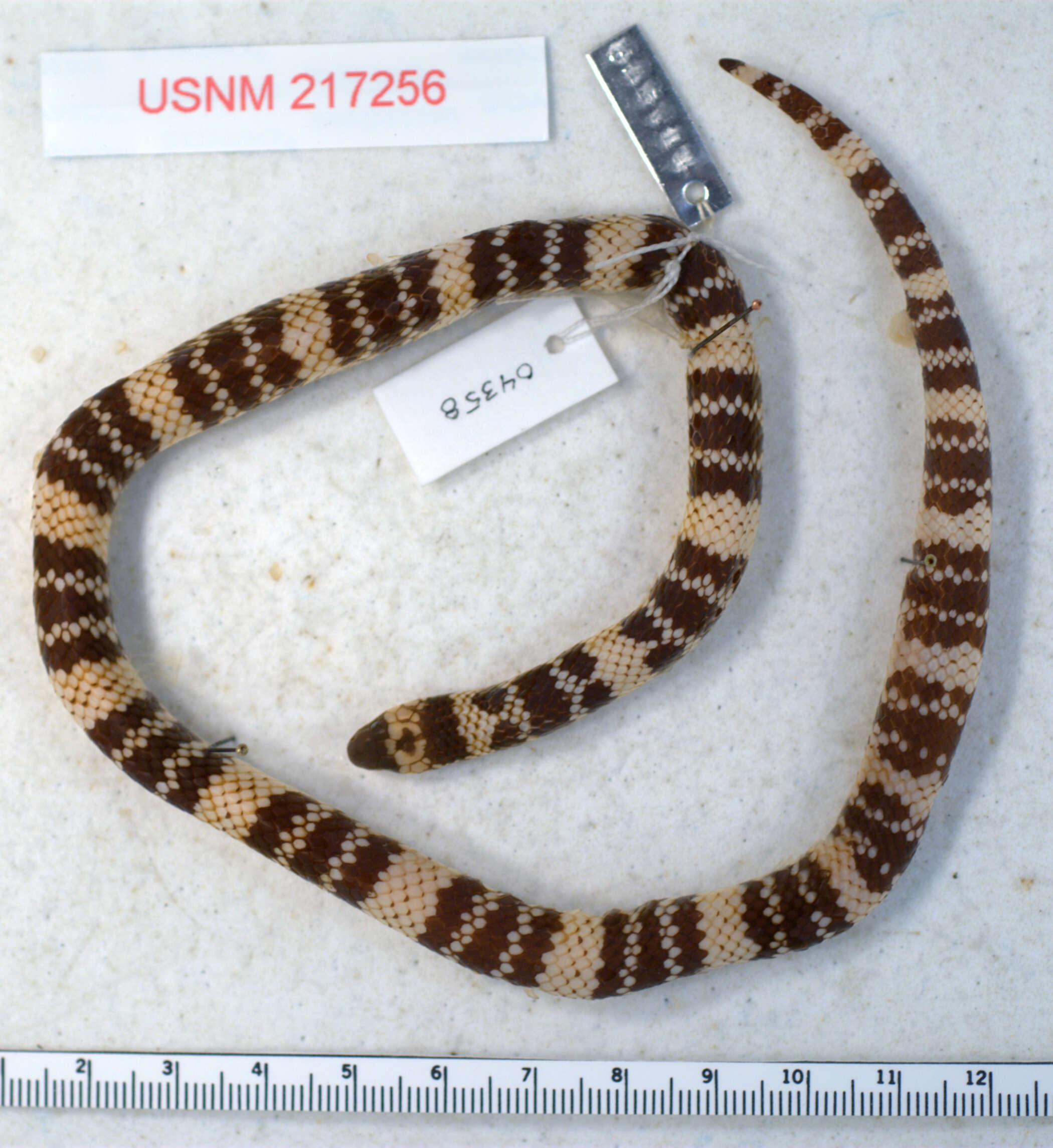 Image of Micrurus meridensis Roze 1989