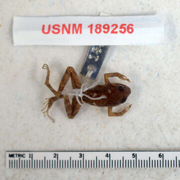 صورة Eleutherodactylus sciagraphus Schwartz 1973