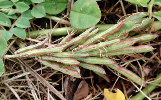 Слика од Indigofera hendecaphylla Jacq.