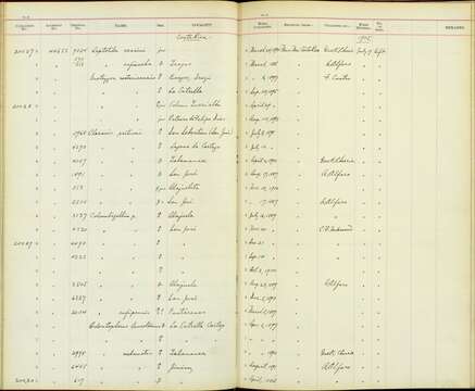 Plancia ëd Columbina passerina neglecta (Carriker 1910)