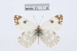 Image of Bath White