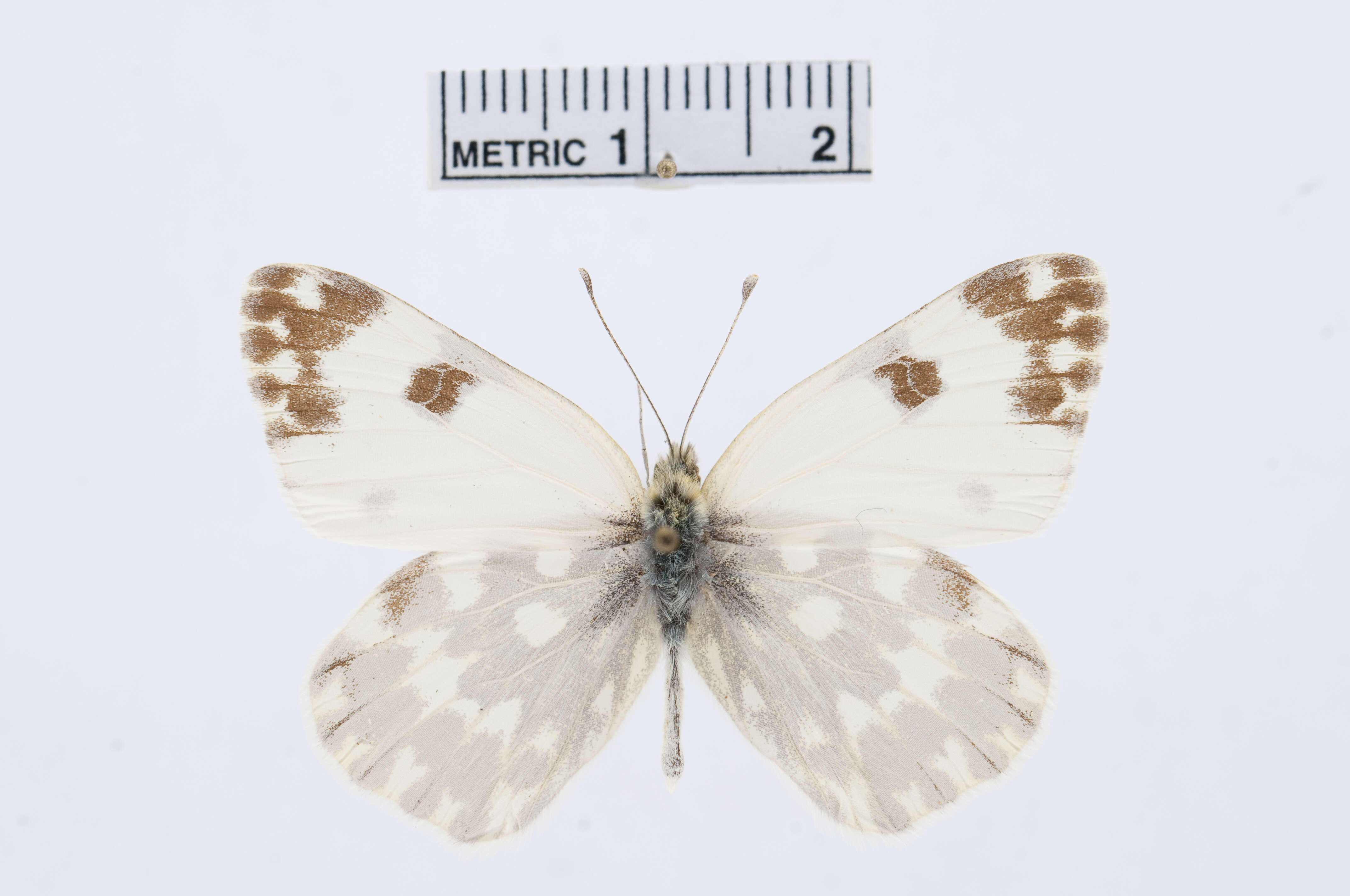 Image of Bath White