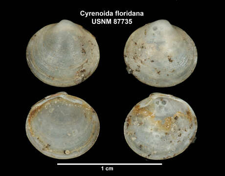 Image of Cyrenoida Joannis 1835