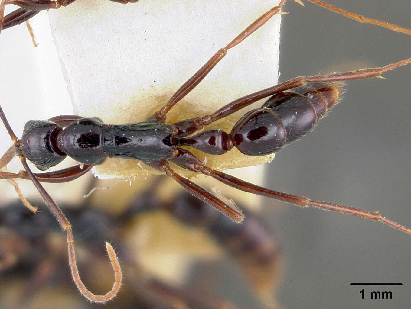 Leptogenys vitiensis Mann 1921的圖片