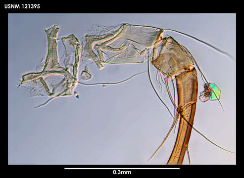 Image of Bythocypris subgen. Bythotriangularia Warne 1990