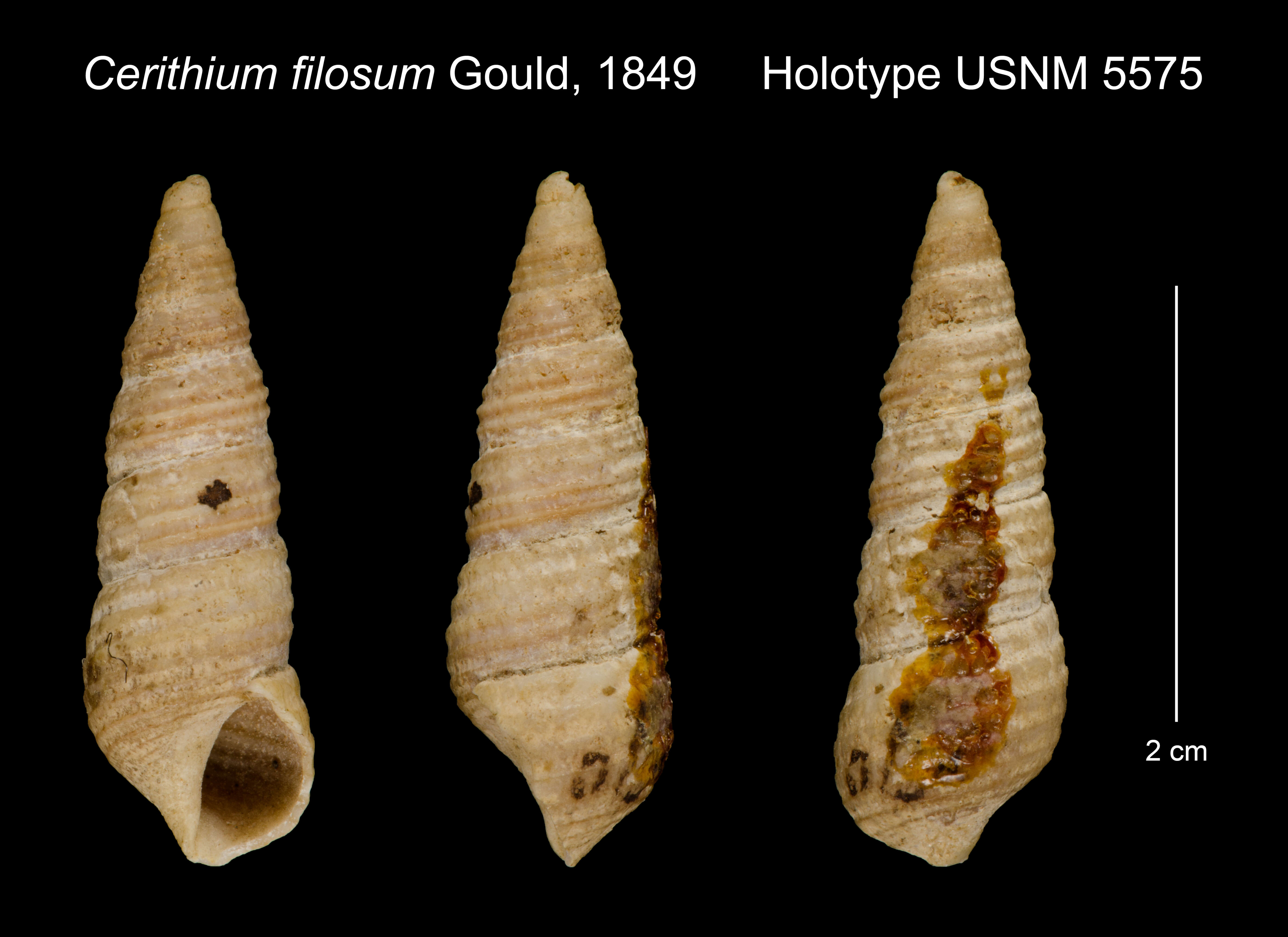 Image of Neostylidium Doweld 2013