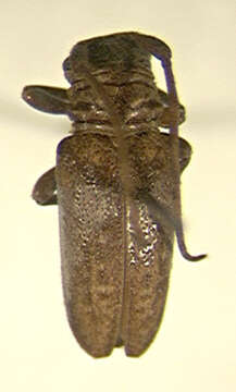 Image of Tetraulax albolateralis Breuning 1940