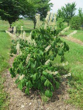 Imagem de Aesculus parviflora Walt.