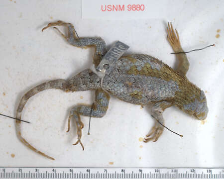 Image of Sceloporus torquatus torquatus Wiegmann 1828