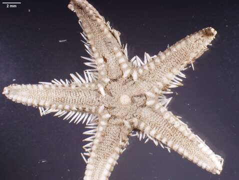 Image of Astropecten antillensis Lütken 1859