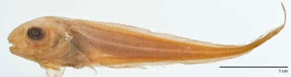 Image of Equal-fin snailfish