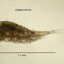 Image of Mesocyclops americanus Dussart 1985