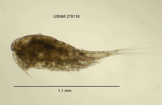 Image of Mesocyclops americanus Dussart 1985