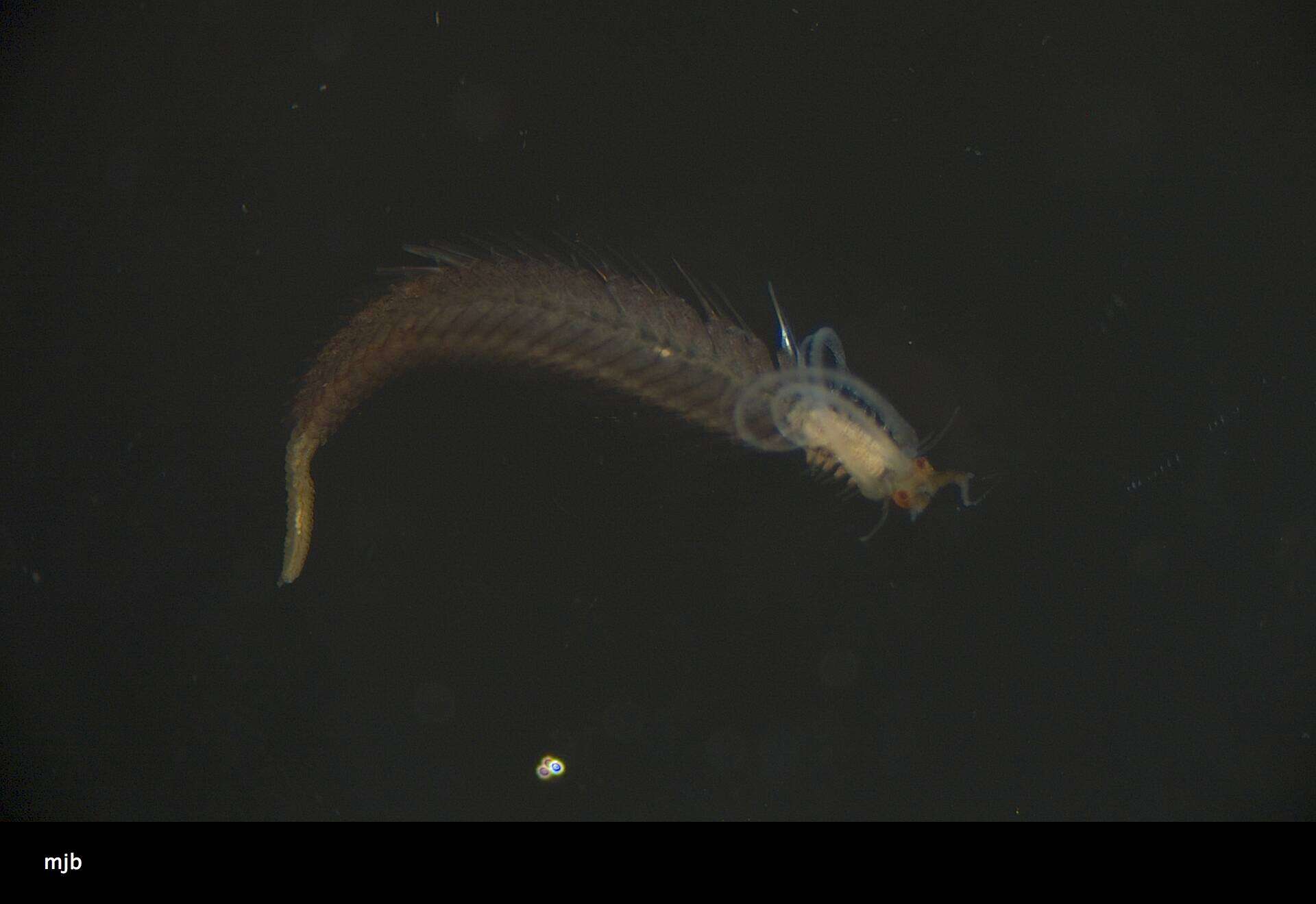 Image of Nereididae