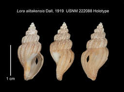 Image of Lora alitakensis Dall 1919