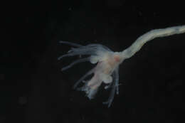 Image of pinkmouth hydroid