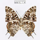 Charaxes cacuthis Hewitson 1863的圖片