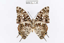 Charaxes cacuthis Hewitson 1863的圖片