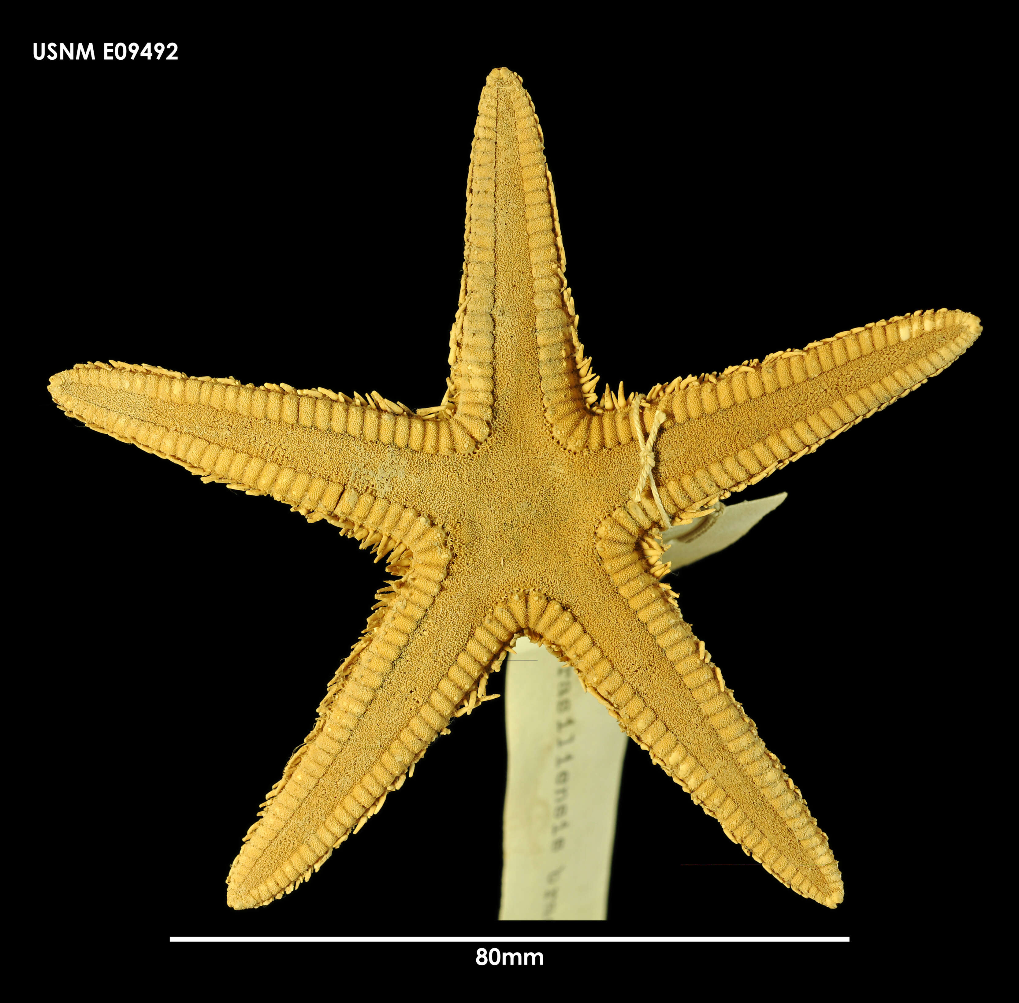 Image of Astropecten brasiliensis Müller & Troschel 1842