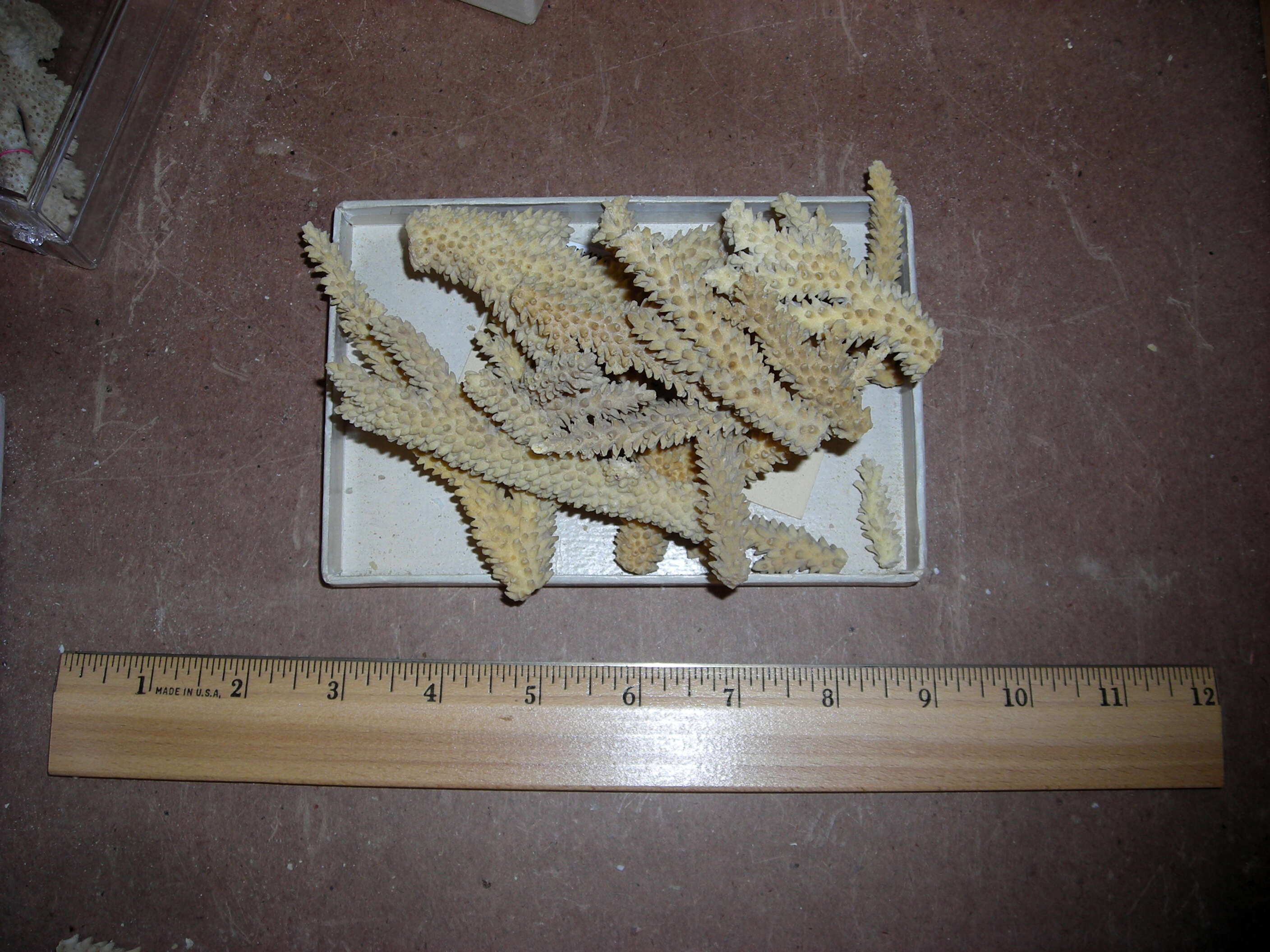 Image of Eight-ray finger coral