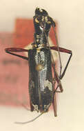 Image of Cylindrepomus atropos Dillon & Dillon 1948