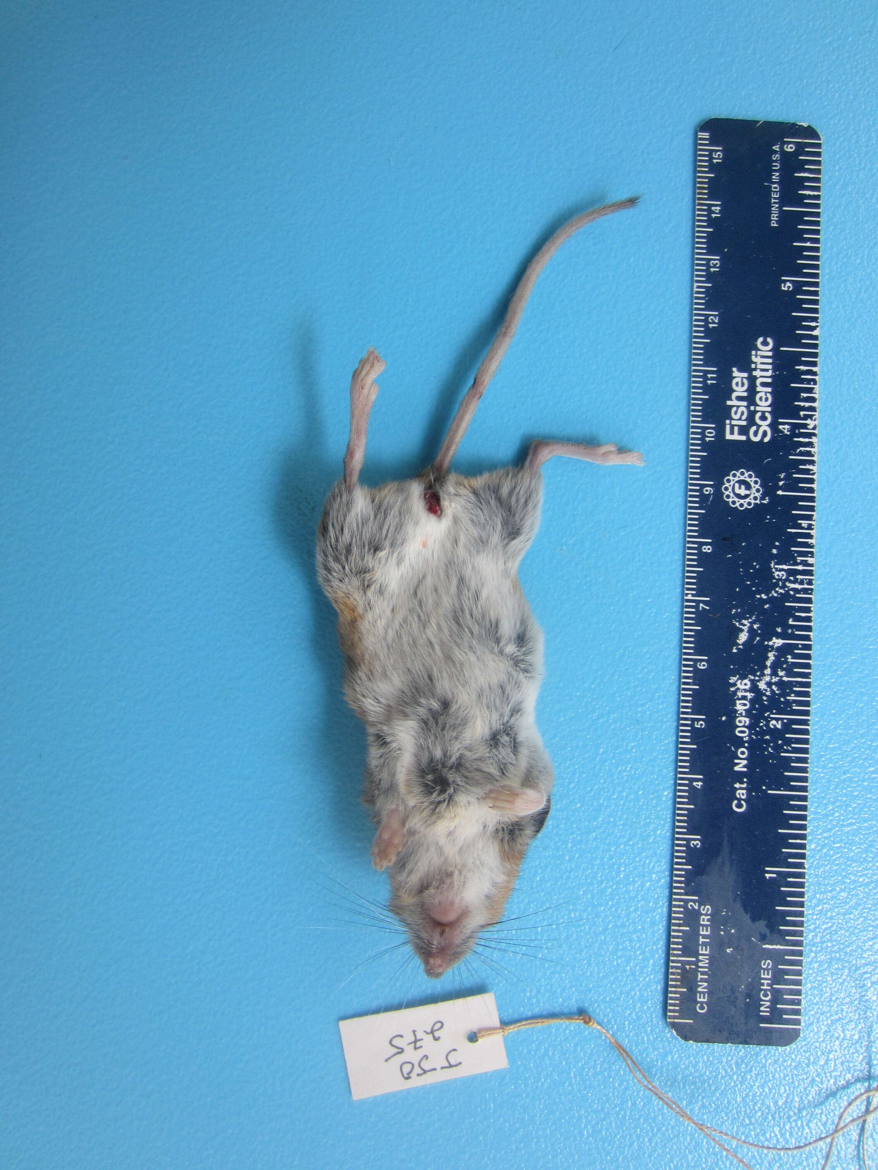 Image of White-footed Deermouse