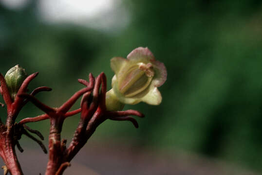 Image of Grassflower