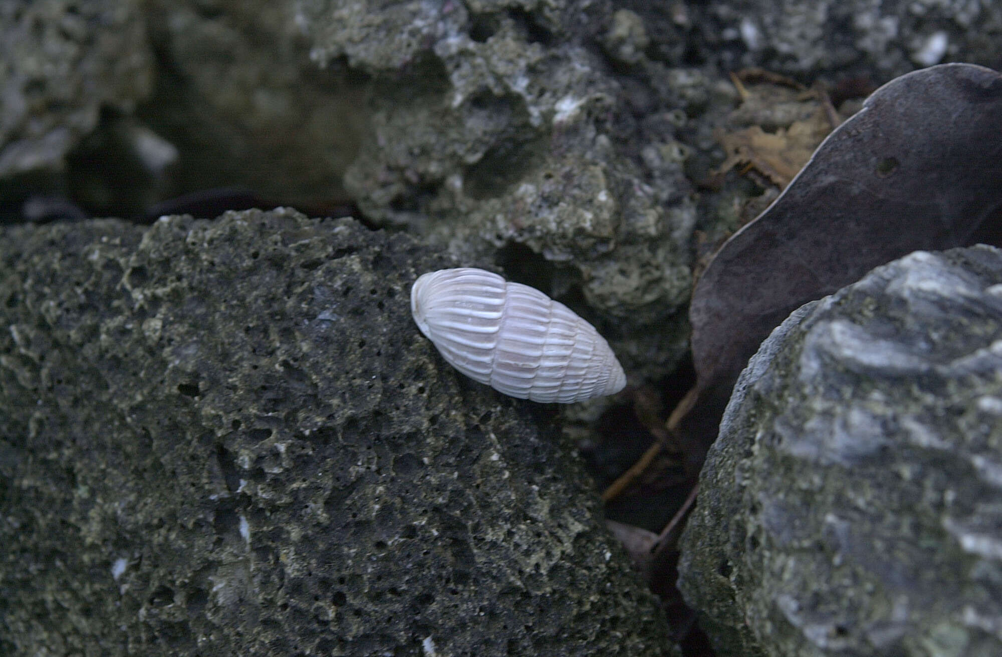 Image of <i>Cerion caerulescens</i>