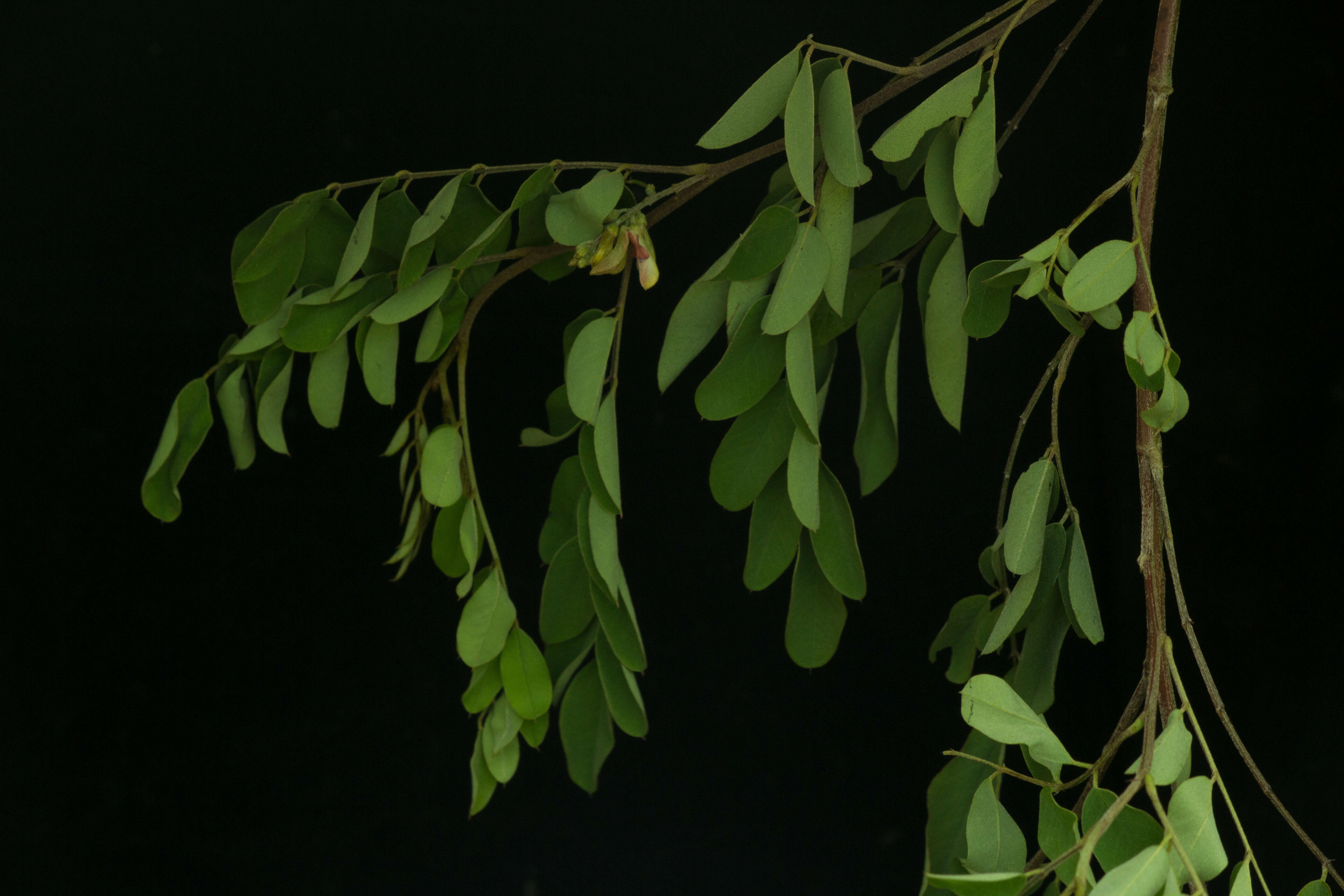 Слика од Indigofera lancifolia Rydb.