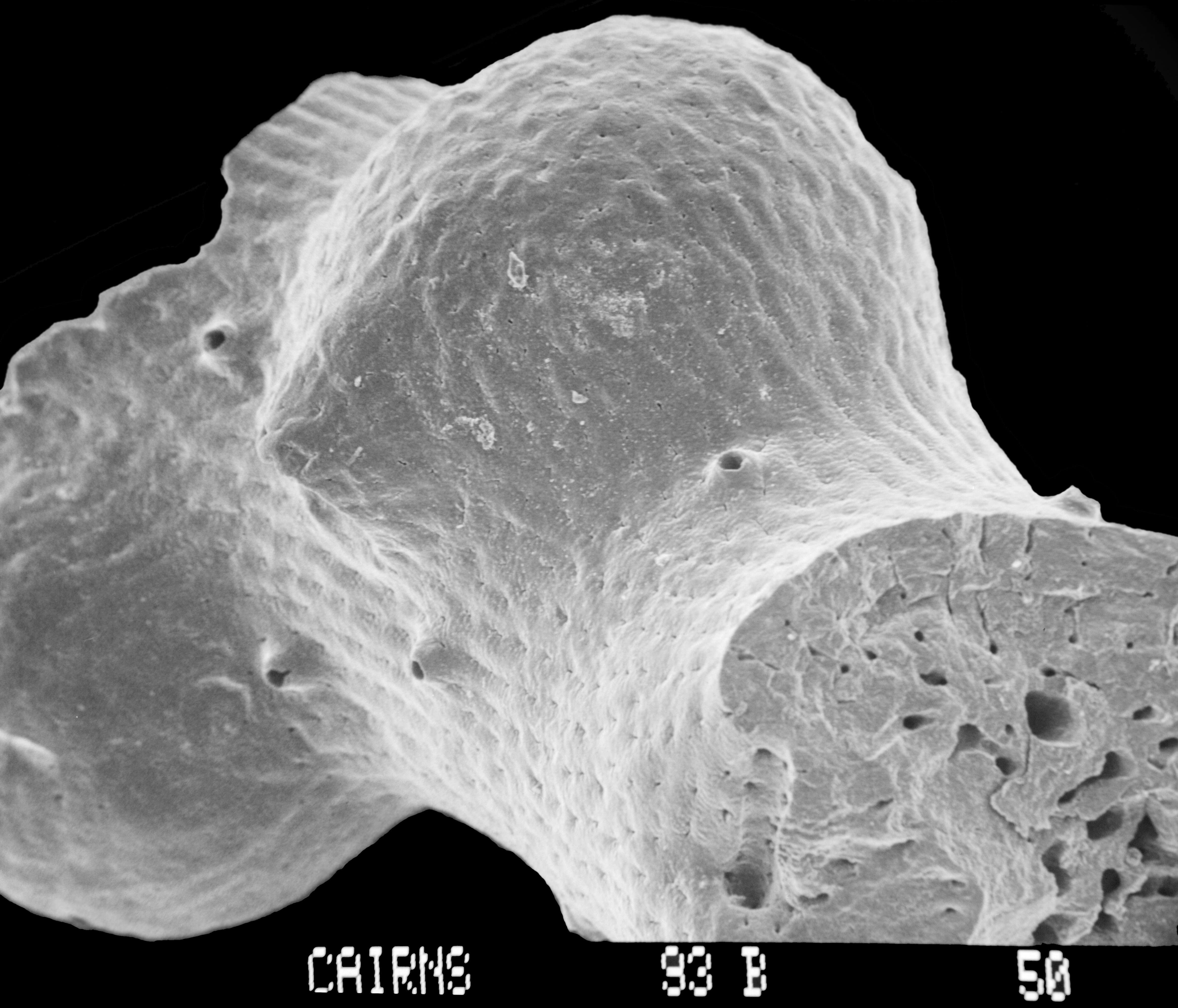 Image of Adelopora pseudothyron Cairns 1982