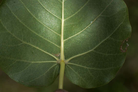 Imagem de Ficus petiolaris Kunth