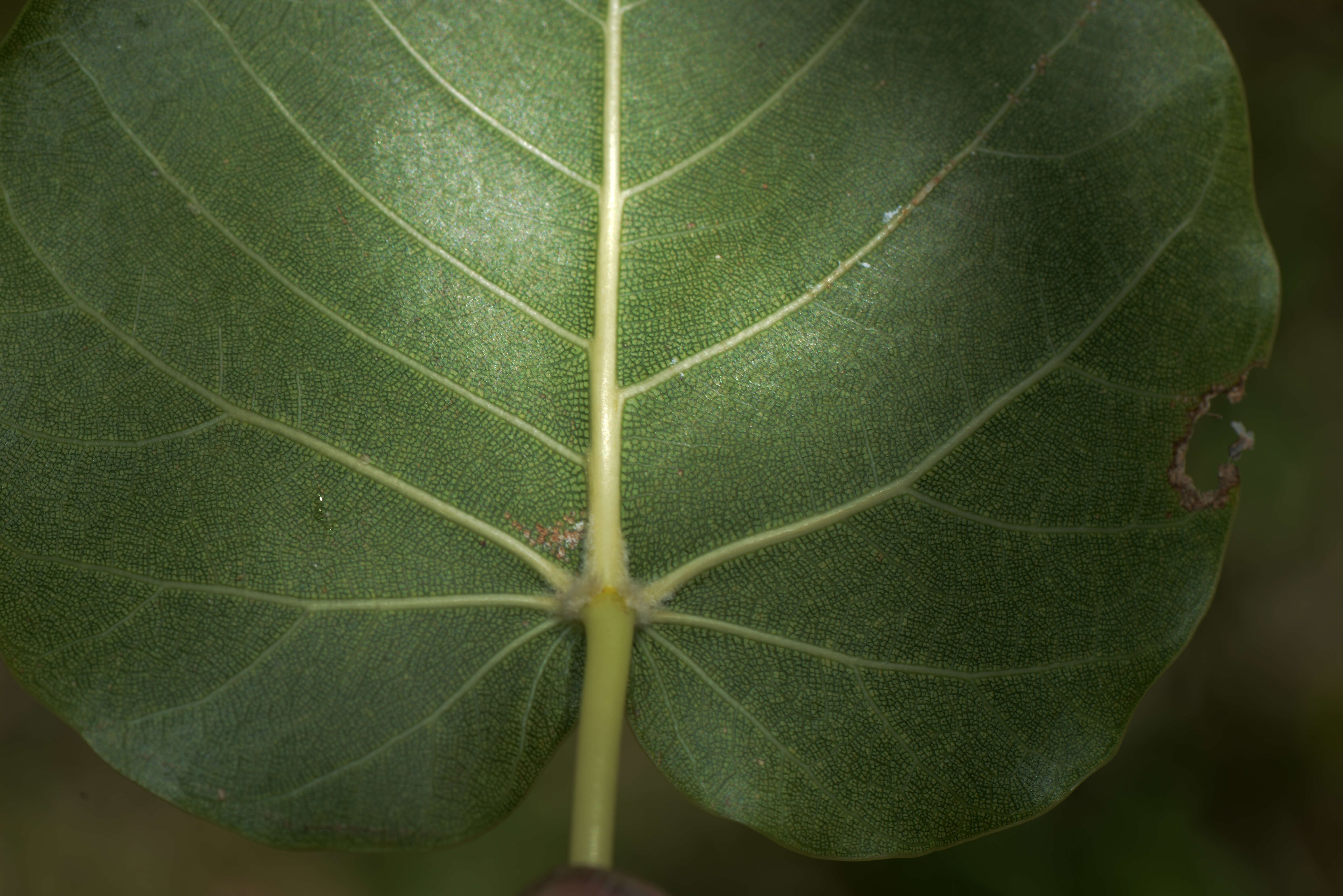 Image of Ficus petiolaris Kunth