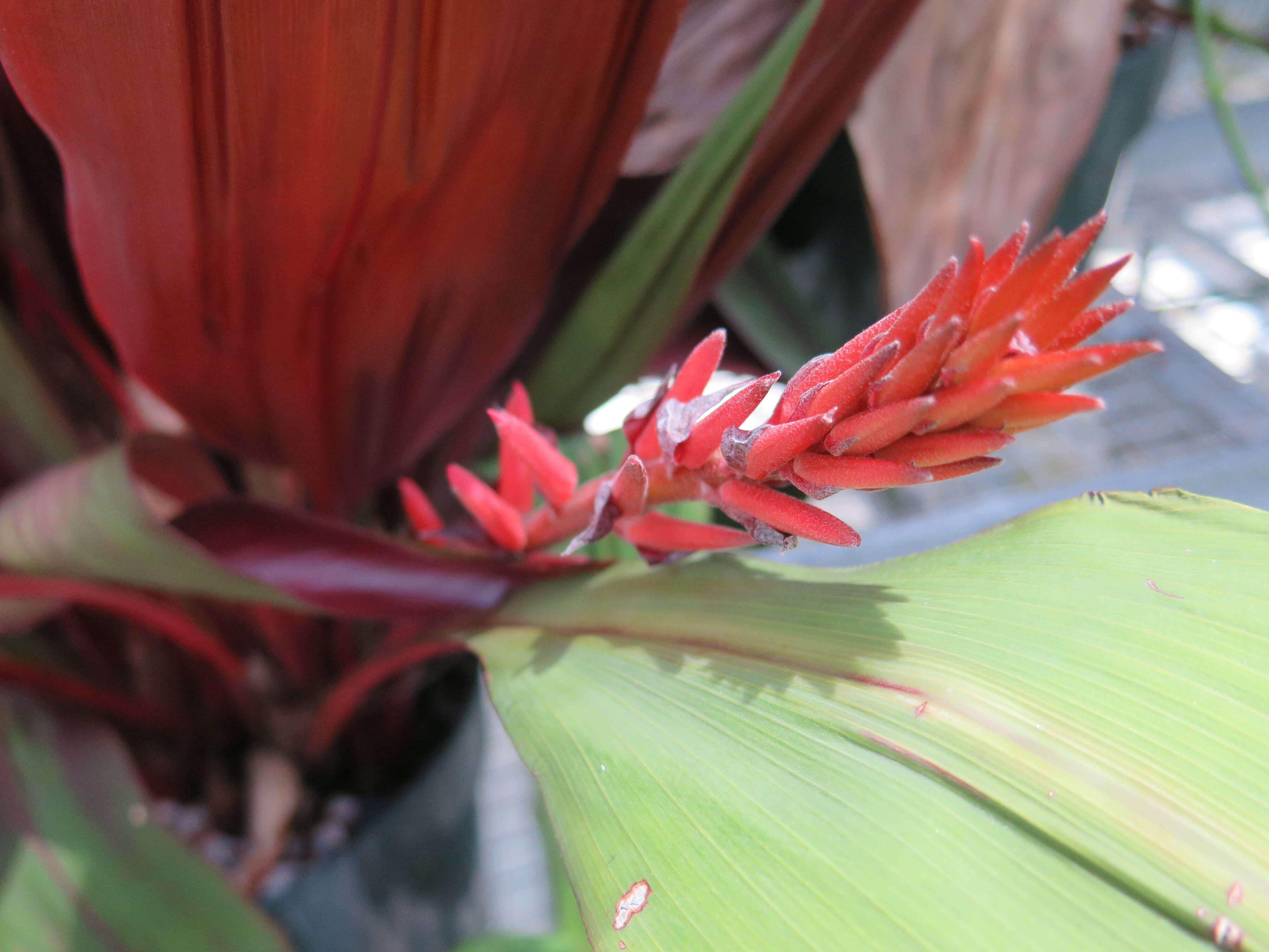 Image of Pitcairnia sanguinea (H. Luther) D. C. Taylor & H. Rob.